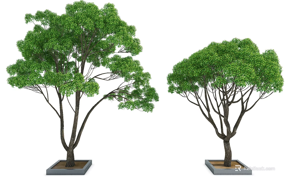 Two Potted Arbor Trees With Green Foliage And Dark Trunks In Square Planters 3d model 