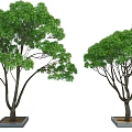 Two Potted Arbor Trees With Green Foliage And Dark Trunks In Square Planters