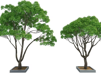 Two Potted Arbor Trees With Green Foliage And Dark Trunks In Square Planters 3d model