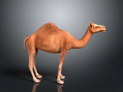 Realistic Brown Camel With Single Hump Standing On Gray Background 3d model
