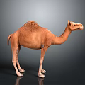 Realistic Brown Camel With Single Hump Standing On Gray Background