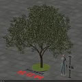 Sweet Osmanthus Tree 3 Meters Height with Person Standing on Square Tile Floor