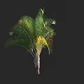 Tall Palm Tree With Green Fronds And Yellow Accents On Brown Trunk