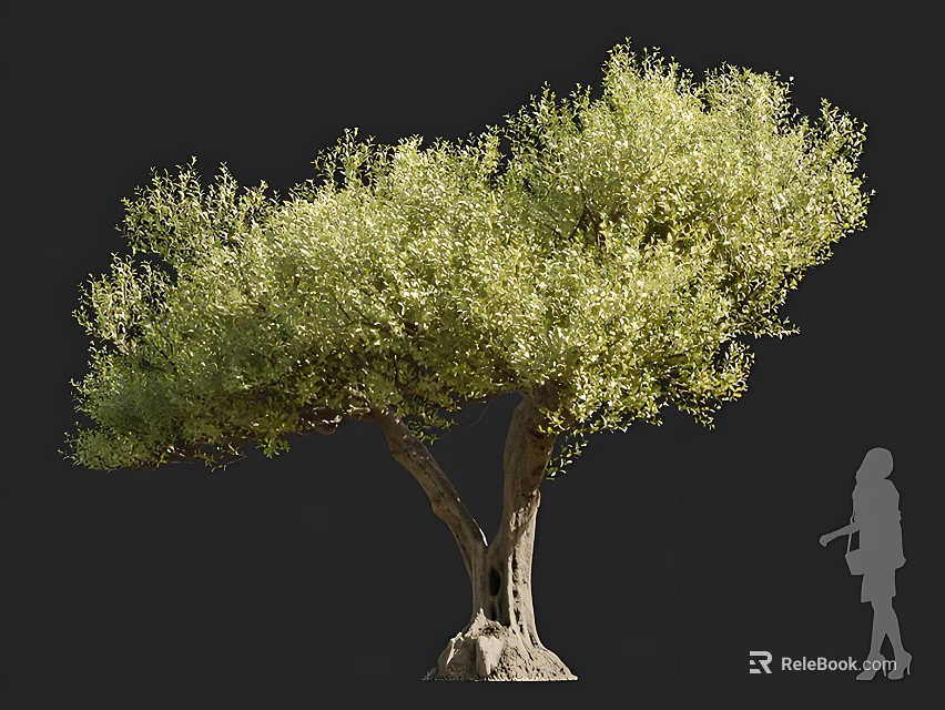 Mature Olive Tree with Forked Trunk and Lush Foliage Featuring Human Silhouette 3d model 