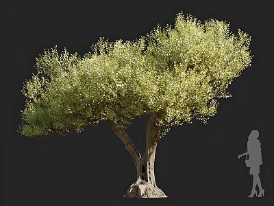 Mature Olive Tree with Forked Trunk and Lush Foliage Featuring Human Silhouette 3d model