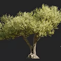 Mature Olive Tree with Forked Trunk and Lush Foliage Featuring Human Silhouette