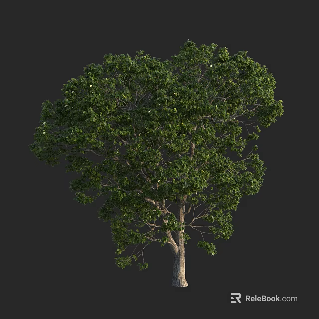 Lush Green Leafy Tree with Strong Trunk and Dense Canopy 3d model 