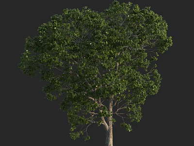 Lush Green Leafy Tree with Strong Trunk and Dense Canopy 3d model