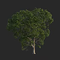 Lush Green Leafy Tree with Strong Trunk and Dense Canopy 3d model