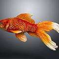 Vibrant Orange And White Goldfish With Colorful Scales And Flowing Tail