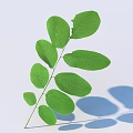 Fresh Green Leaf with Multiple Oval Shaped Leaves on Light Background and Blue Shadows 3d model
