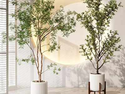 Indoor Potted Trees in White Planters Modern Interior with Round Mirror and Window Blinds 3d model