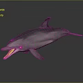 Gray Dolphin With Open Mouth Smooth Skin And Dorsal Fin Swimming In Water