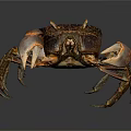 Detailed Realistic Crab With Large Claws And Brown Orange Shell On Dark Background