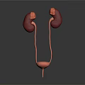 Detailed 3D Anatomical Model Of Human Kidneys Ureters And Bladder Structure