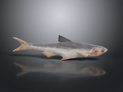 3D Rendered Silver Aquatic Fish With Detailed Fins And Reflection On Gray Background 3d model