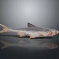 3D Rendered Silver Aquatic Fish With Detailed Fins And Reflection On Gray Background