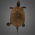 Realistic Brown Turtle With Detailed Textured Shell And Extended Limbs 3d model