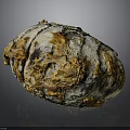 Detailed View of Biological Organ with Hair Like Structures and Textured Surface