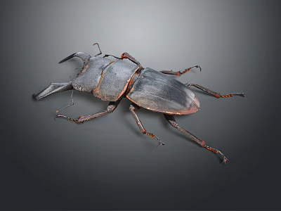 Detailed Flying Stag Beetle With Prominent Mandibles Dark Exoskeleton And Long Legs On Gray Background 3d model