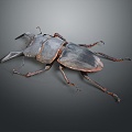 Modern Beetle Deer Island Peony Beetle Beetle 3d model