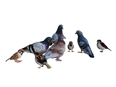 Group of Flying Animals Including Pigeons and Sparrows with Various Colors and Sizes 3d model