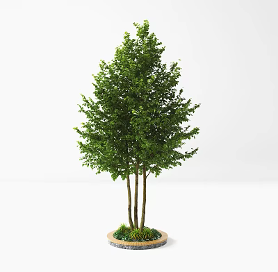 Potted Arbor with Multiple Trunks and Lush Green Leaves at Base with Small Plants 3d model