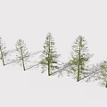 Row of Tall Arbor Trees With Slender Trunks And Green Foliage In Snowy Landscape