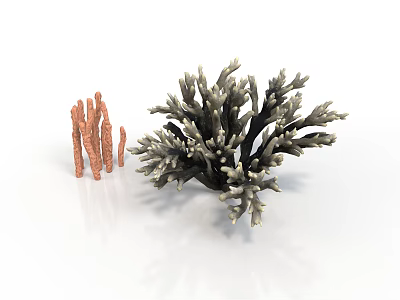 Realistic Organ Models And Natural Hair Samples On White Background 3d model