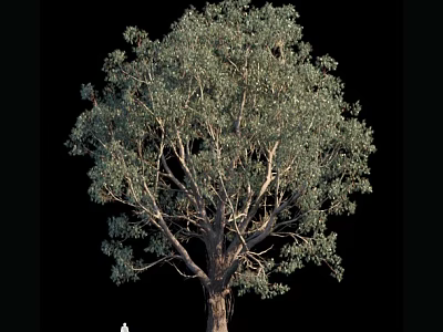 Tall Arbor With Lush Green Foliage Isolated On Black Background 3d model