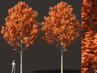 Two Tall Trees with Vibrant Orange Red Leaves and Human Figure Size Reference Detailed Foliage 3d model