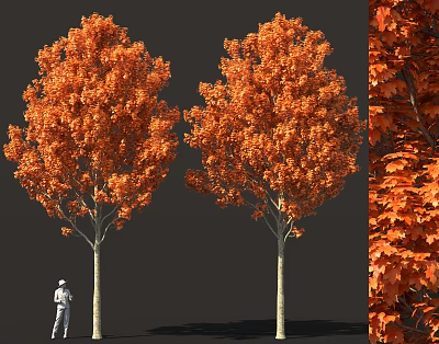 Two Tall Trees with Vibrant Orange Red Leaves and Human Figure Size Reference Detailed Foliage 3d model