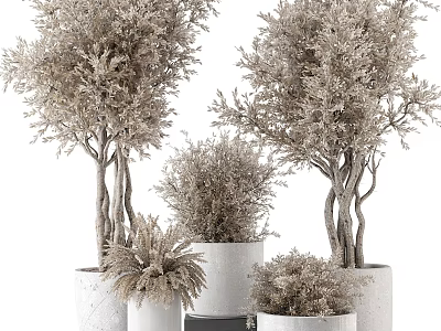 Decorative Garden Plants In White Planters With Potted Trees Natural Branches And Foliage 3d model