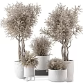 Decorative Garden Plants In White Planters With Potted Trees Natural Branches And Foliage