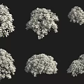Multiple White Shrubs With Various Shapes And Foliage On Black Background 3d model