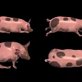 Four Pink Pigs With Black Spots In Different Poses On Black Background