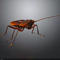 Detailed Shiny Red Insect With Long Antennae And Glossy Body On Dark Background