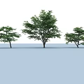 Lush Green Trees With Different Sizes And Dense Foliage Arranged On Flat Surface 3d model
