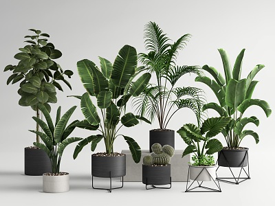 Green plant potted plant combination plantain bird of paradise cactus loose tail kwai broad-leaved ficus model