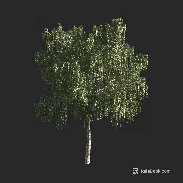 Tall Lush Birch Tree With Green Hanging Leaves And White Trunk 3d model 