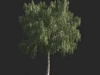 Tall Lush Birch Tree With Green Hanging Leaves And White Trunk 3d model