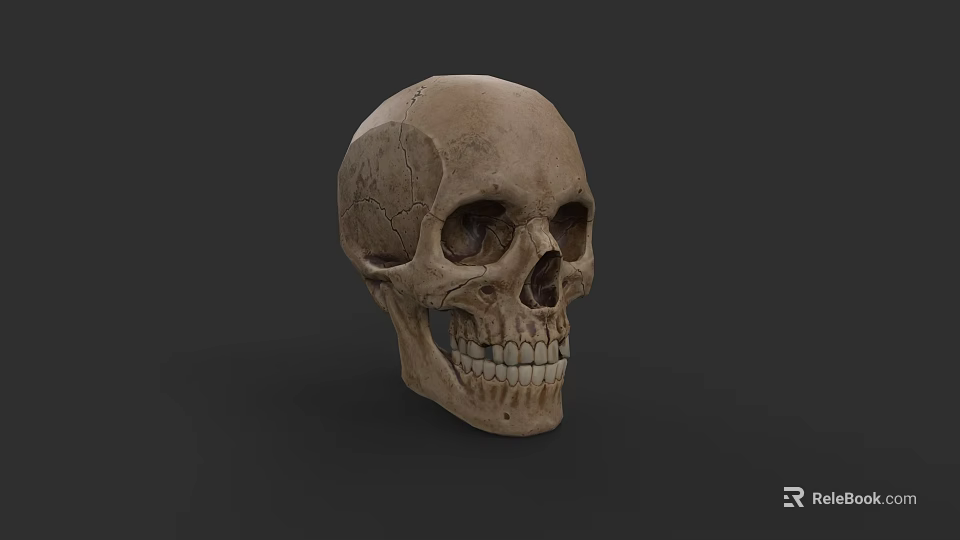 Realistic 3D Skull Model As Game Movie Character With Detailed Bone Structure 3d model 