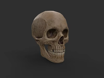 Realistic 3D Skull Model As Game Movie Character With Detailed Bone Structure 3d model