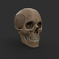 Realistic 3D Skull Model As Game Movie Character With Detailed Bone Structure