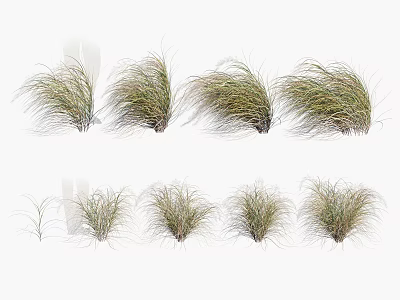 Ornamental Grass Clumps With Different Heights Textures And Lush Green Foliage 3d model