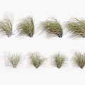 Ornamental Grass Clumps With Different Heights Textures And Lush Green Foliage