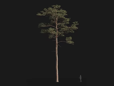 Modern Pine Changbai Pine Beauty Pine 3d model Modern Pine Changbai Pine Beauty Pine 3d model