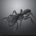 Realistic Gray Ant 3D Model With Detailed Body Segments Long Legs And Sharp Mandibles