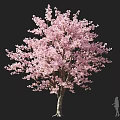 Beautiful Tree with Pink Blossoms and Little Girl Silhouette in Natural Scene