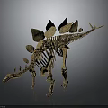 Stegosaurus Dinosaur Skeleton With Back Plates And Tail Spikes In Museum